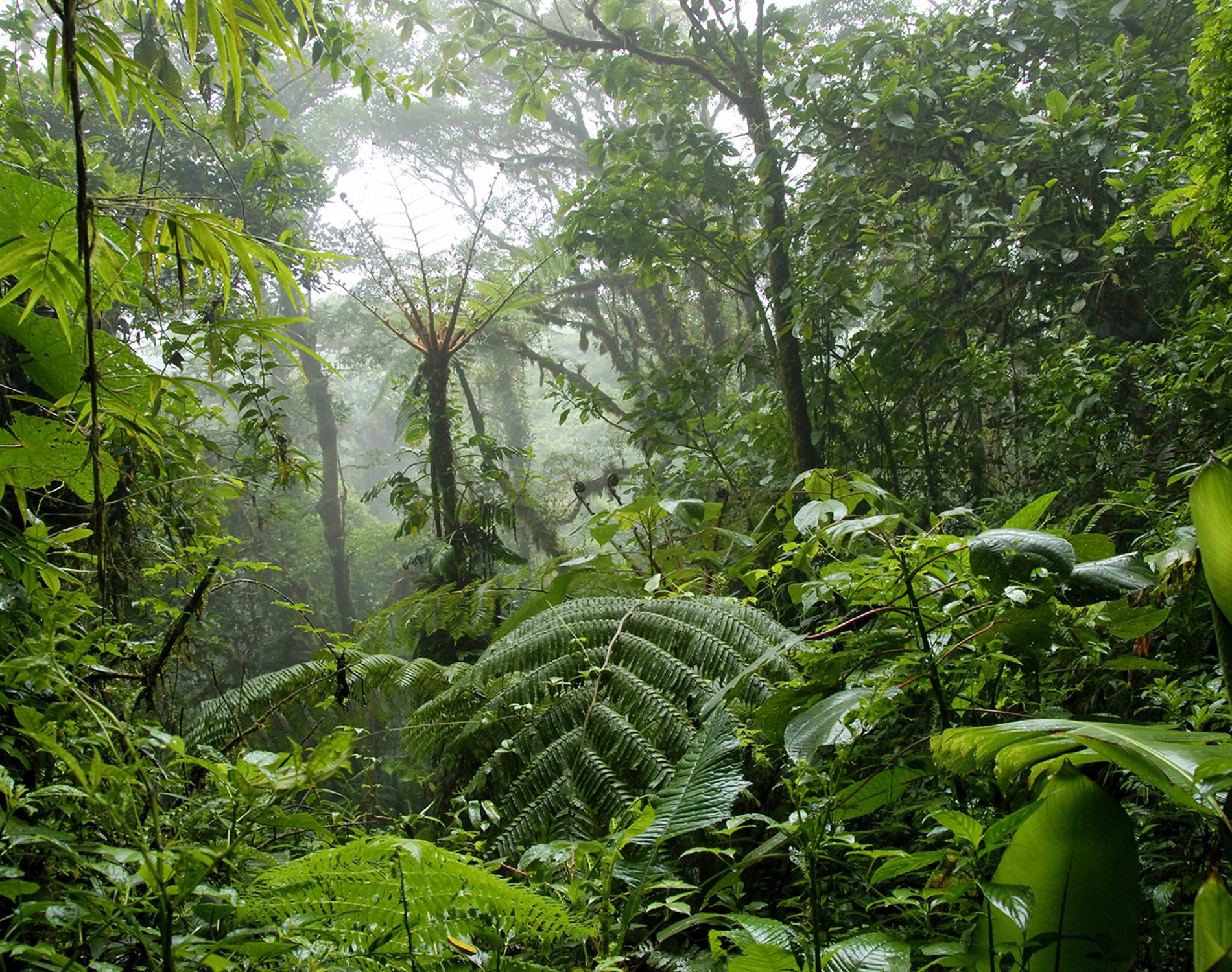 rainforestjungle